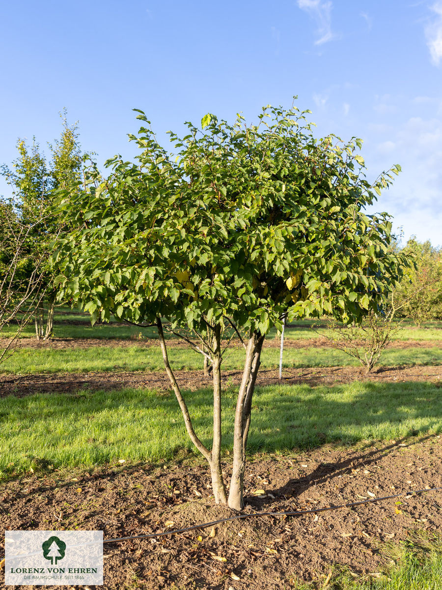 Ostrya carpinifolia