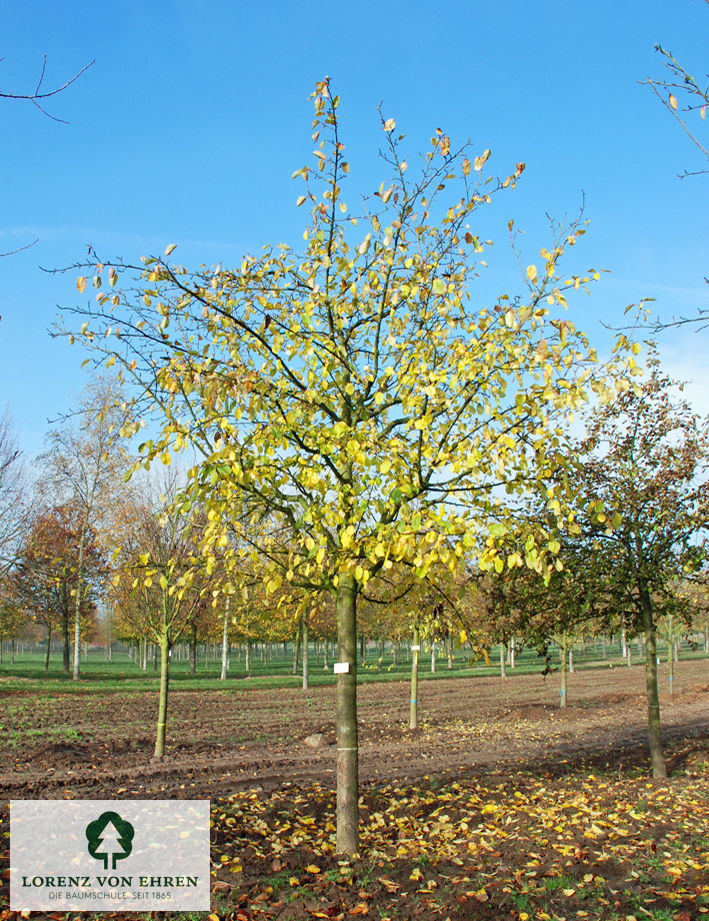 Malus domestica 'Roter Boskoop'