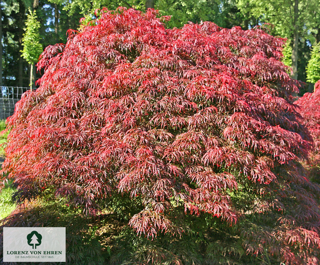 Acer palmatum 'Dissectum Garnet'