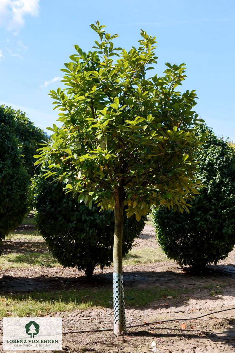 Prunus laurocerasus 'Rotundifolia'