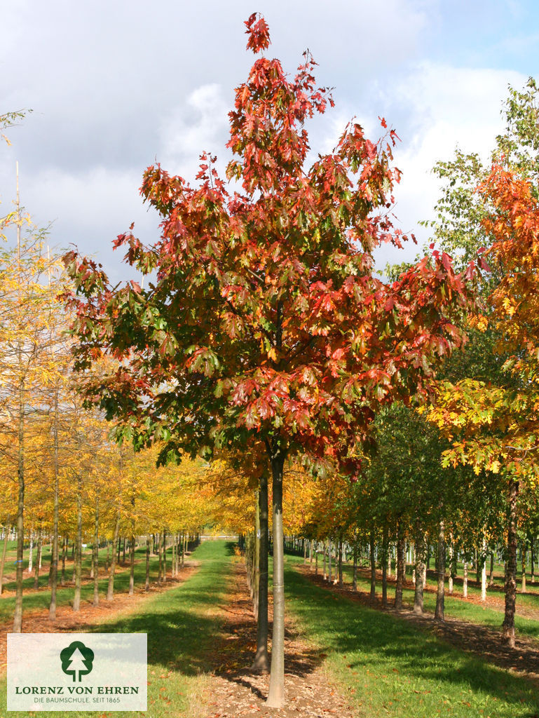 Quercus rubra