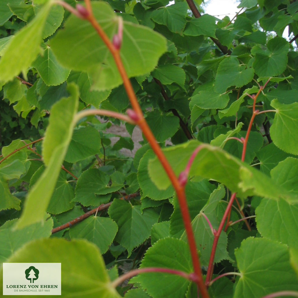 Tilia cordata 'Winter Orange'