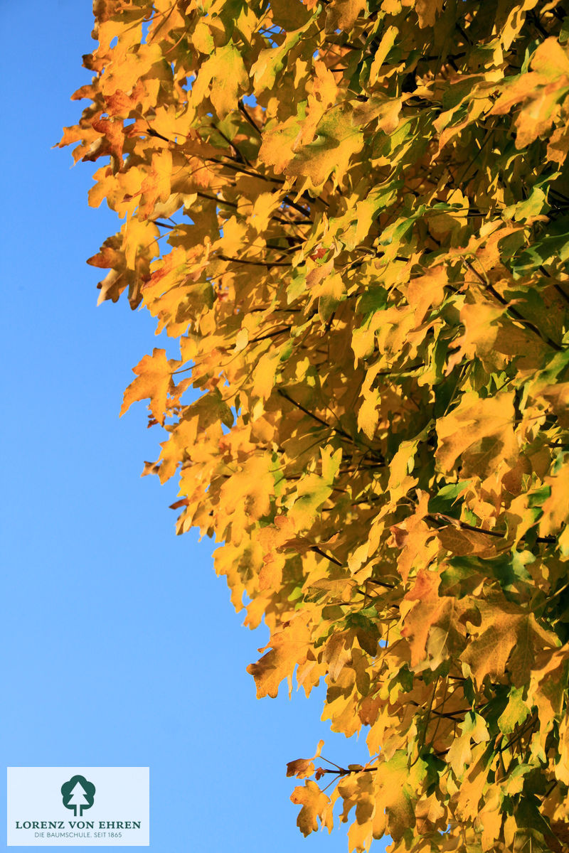 Acer campestre 'Nanum'