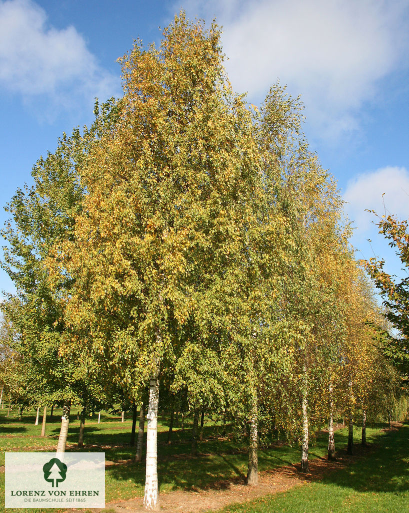 Betula pendula