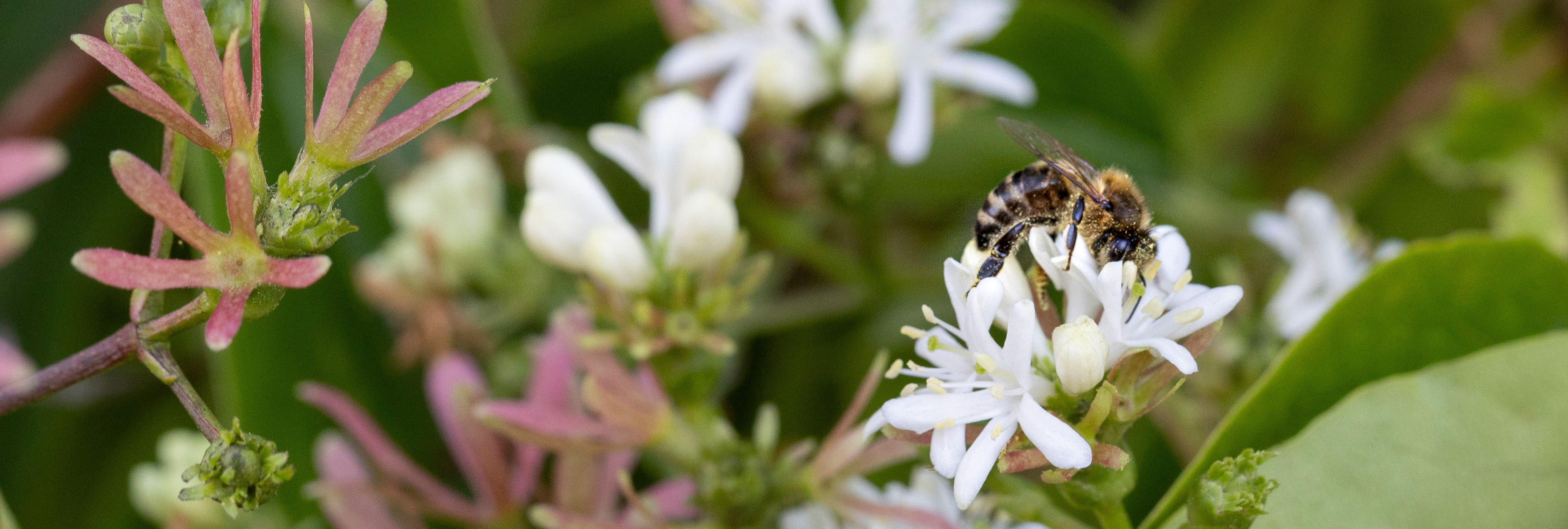 Biene auf einer weißen Blüte