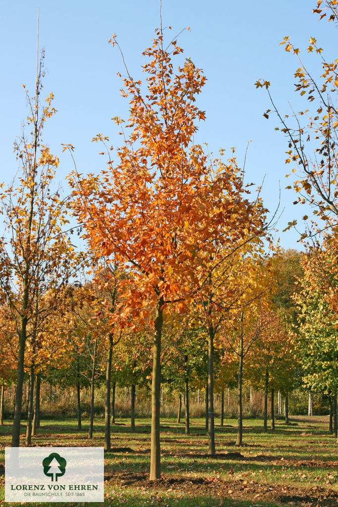 Acer pseudoplatanus