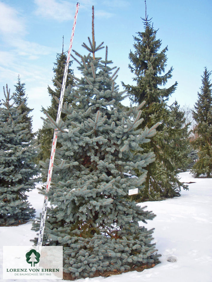 Picea pungens 'Hoopsii'