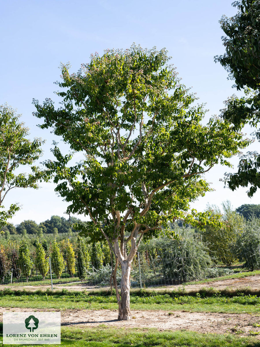 Heptacodium miconioides