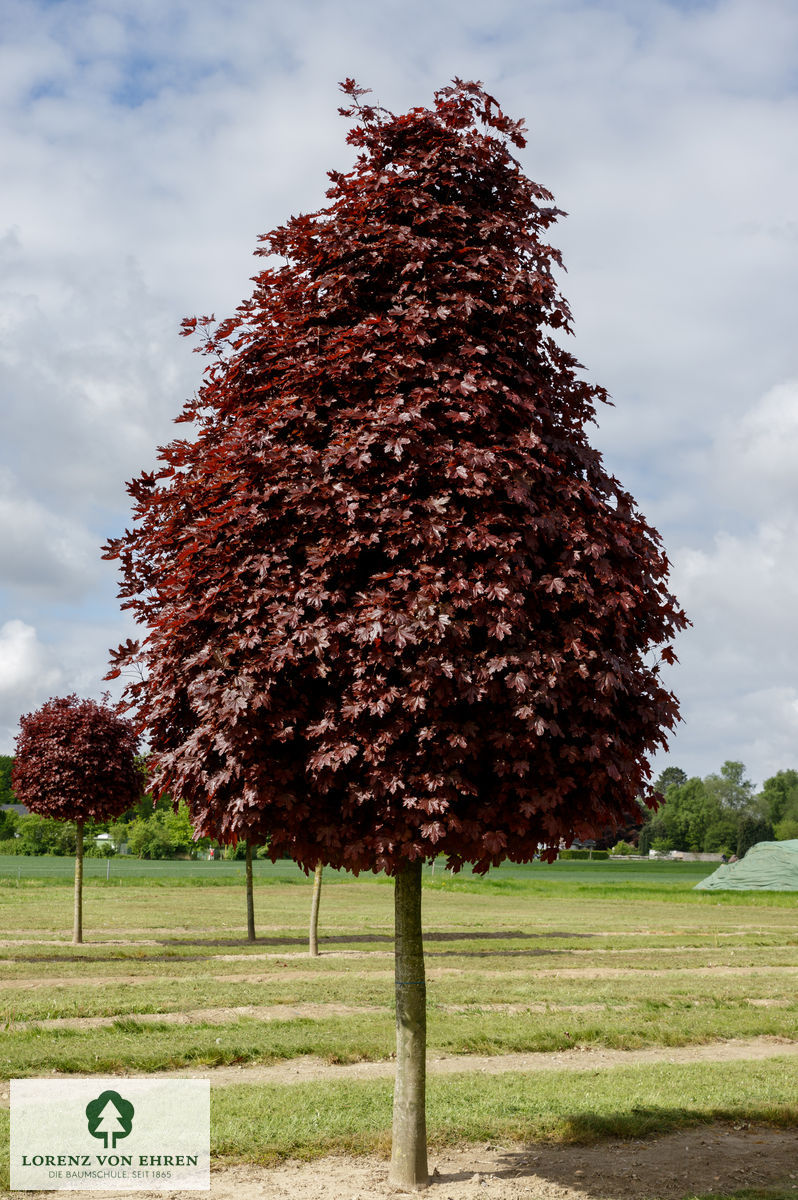 Acer platanoides 'Crimson Sentry'