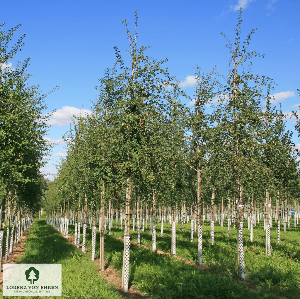 Crataegus monogyna