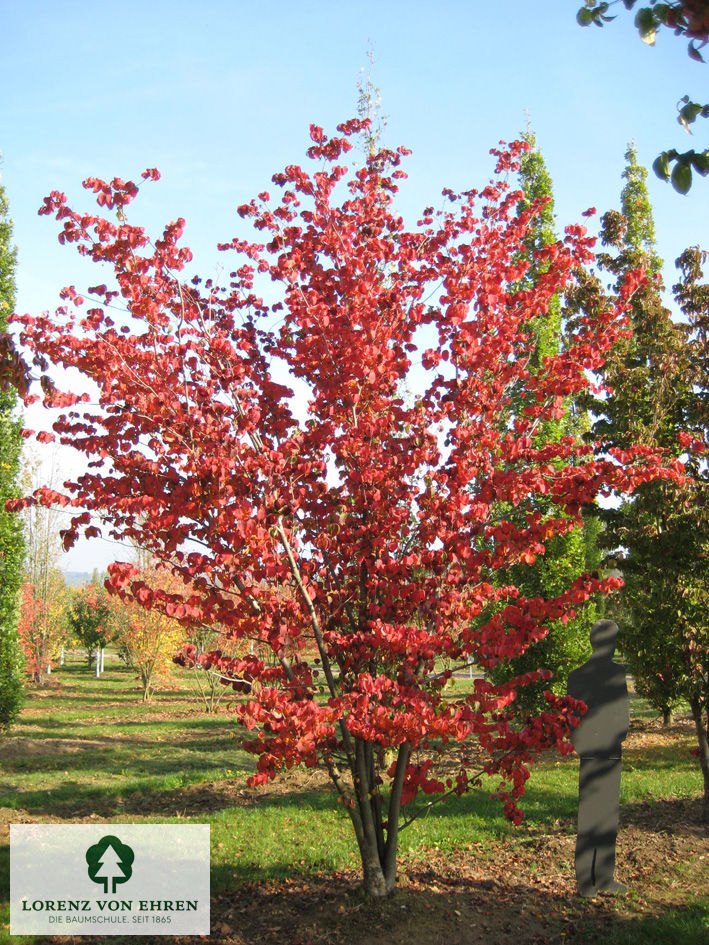 Cornus kousa