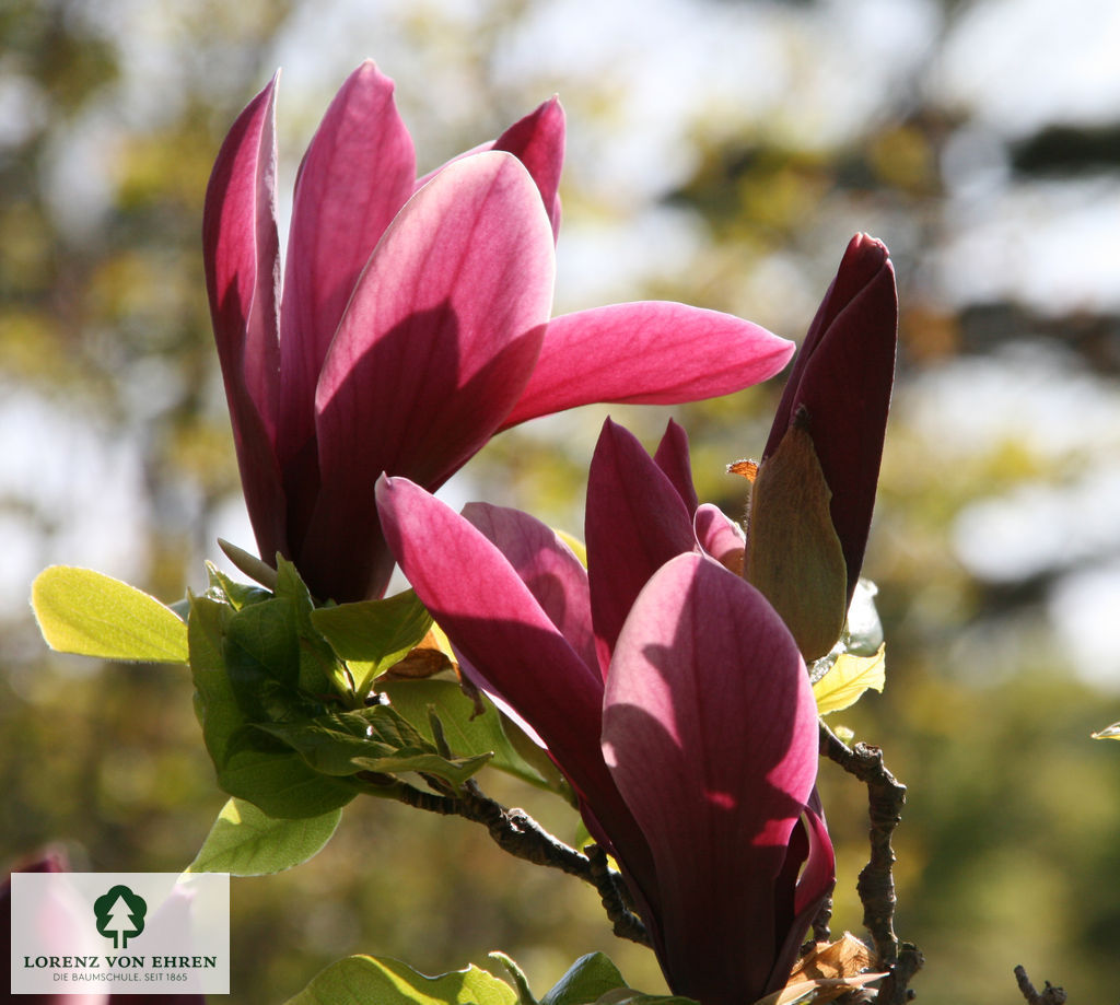 Magnolia liliiflora 'Nigra'