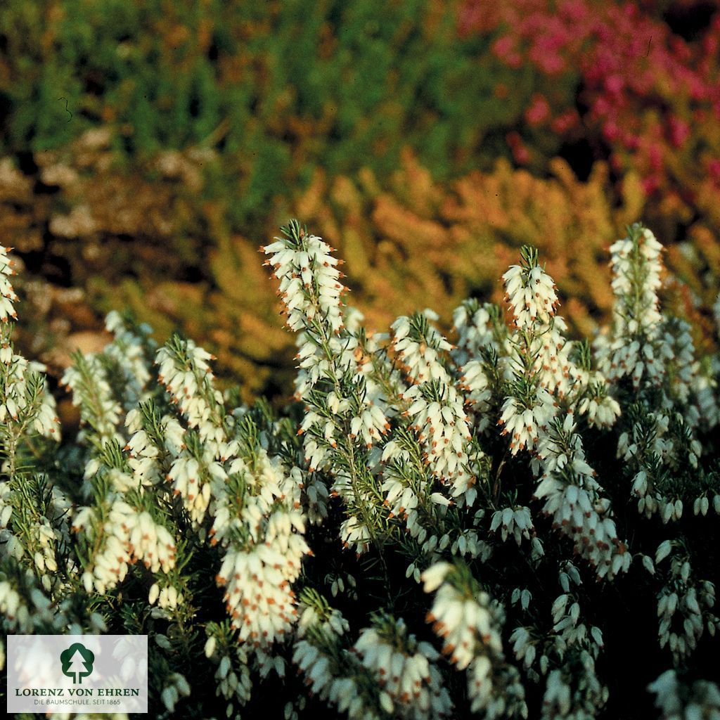 Erica carnea 'Isabell'