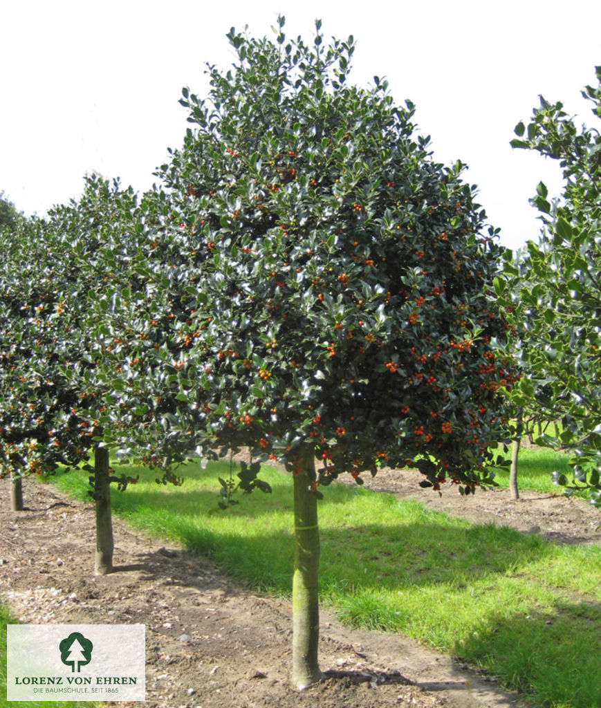 Ilex aquifolium 'Sharpy'