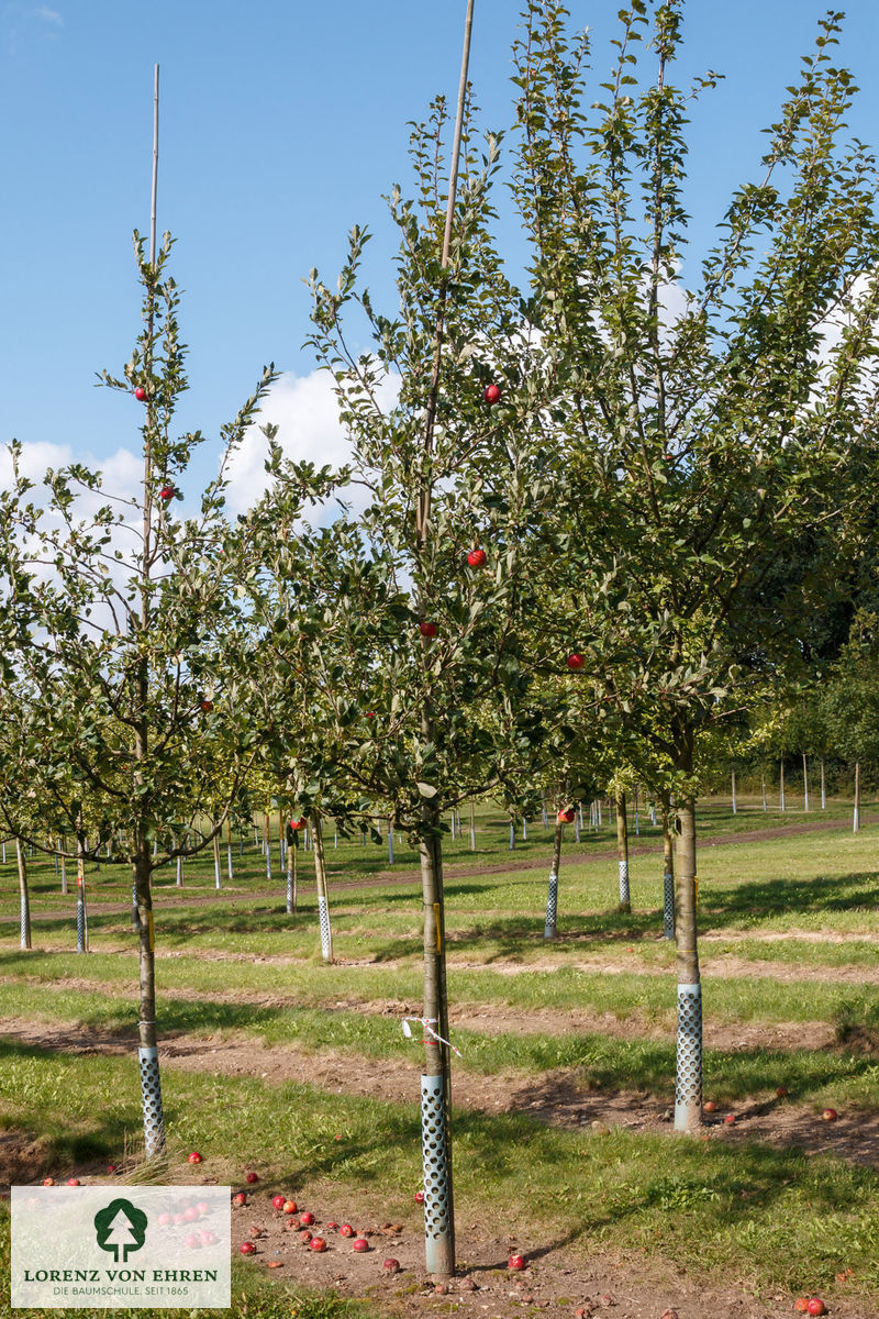 Malus domestica 'Roter James Grieve'