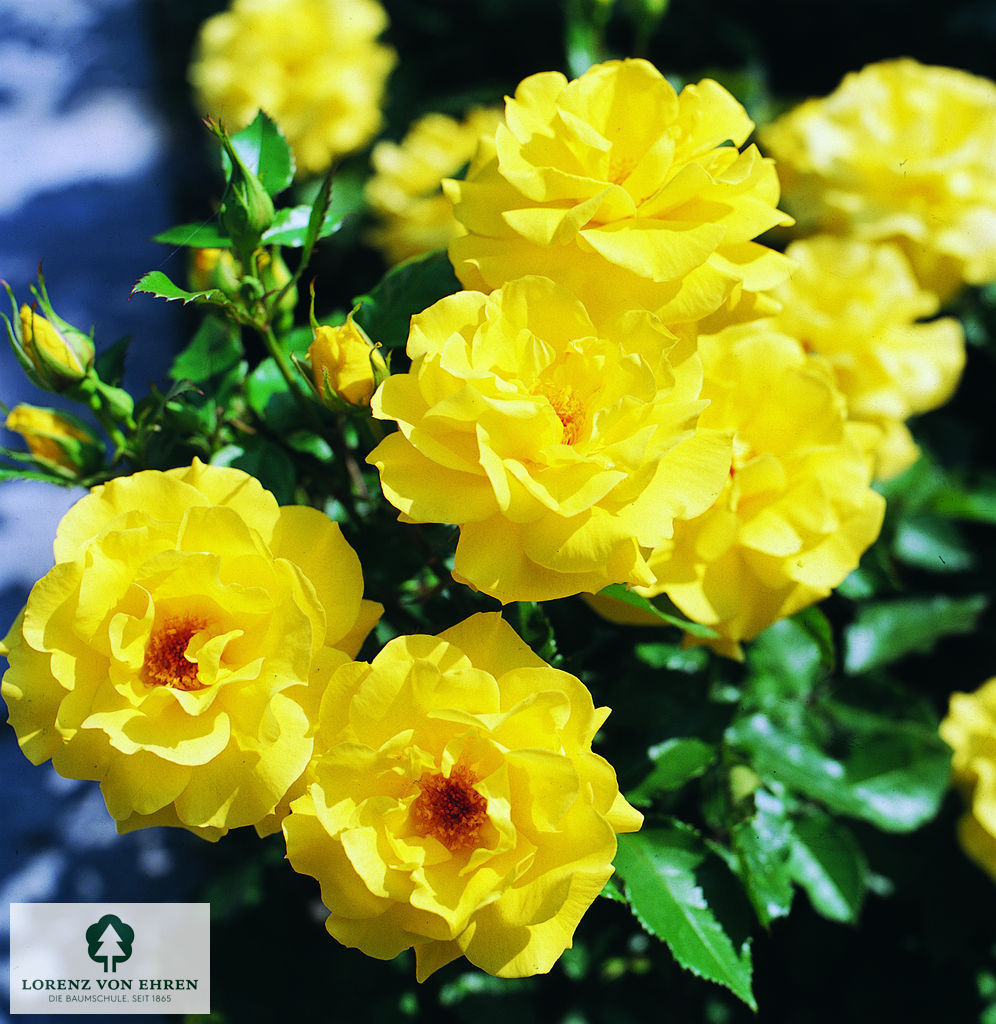 Rosa 'Friesia'