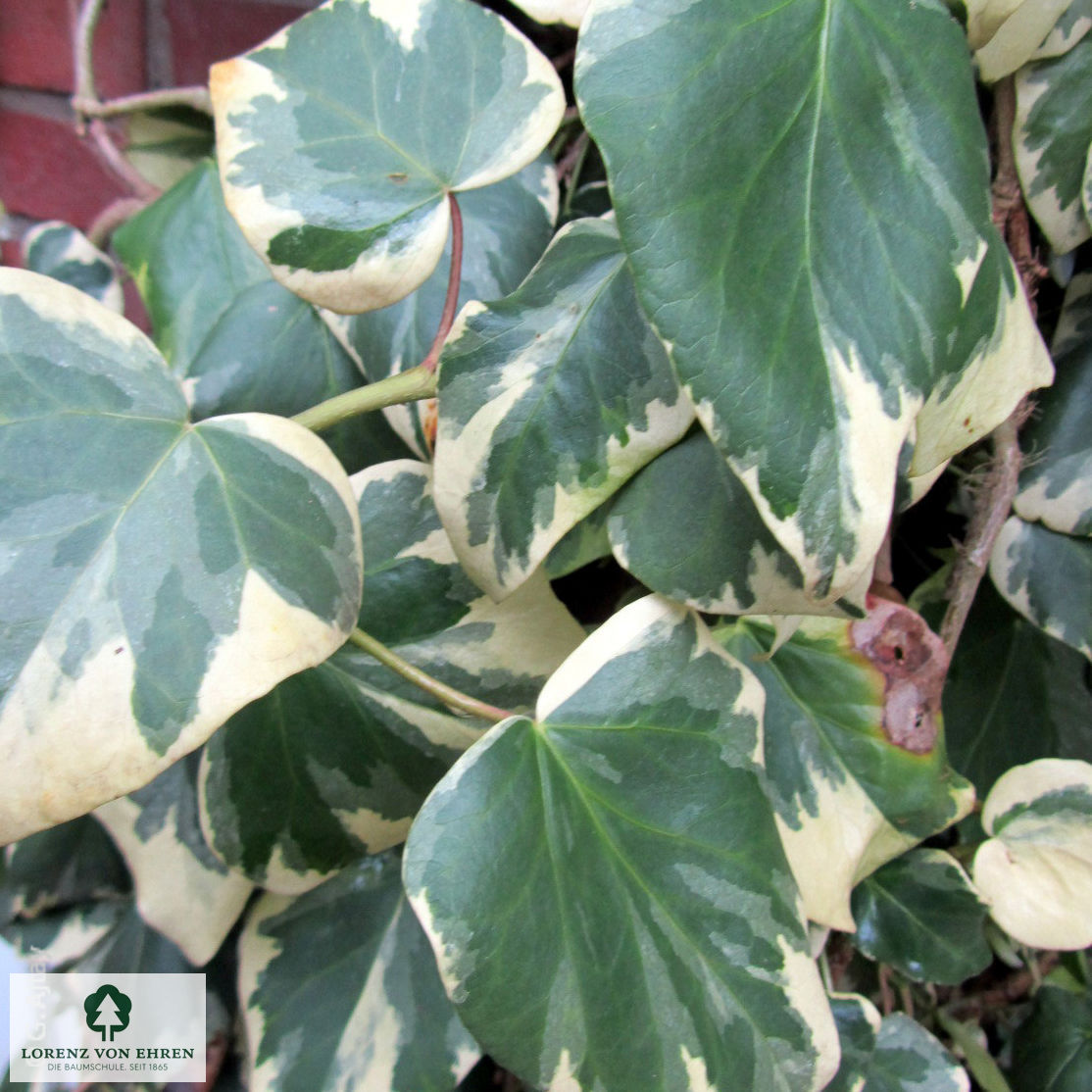 Hedera colchica 'Dentata Variegata'