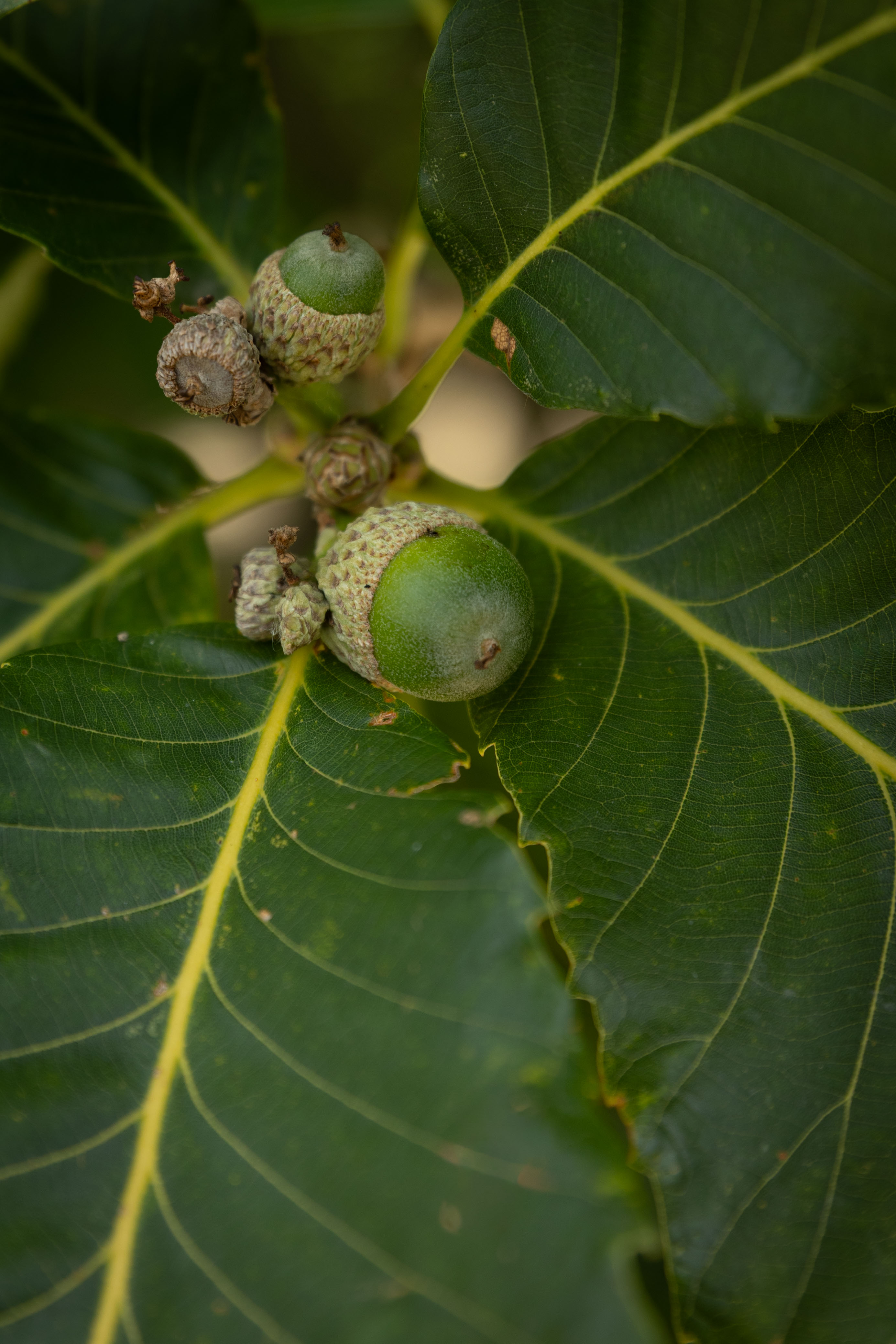 Quercus pontica Unikat
