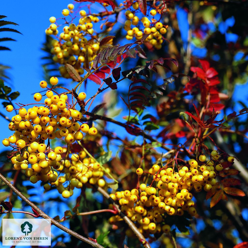 Sorbus arnoldiana 'Golden Wonder'