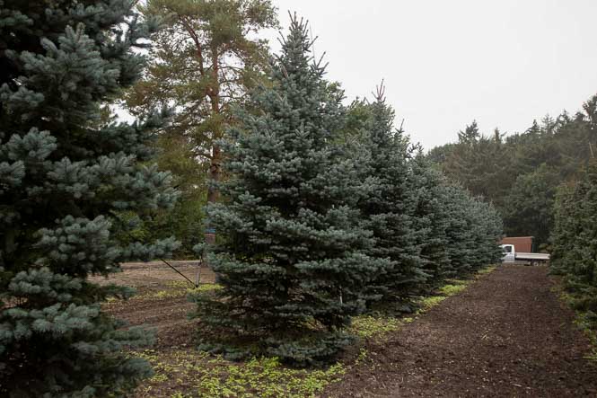 Picea pungens Balaton im Herbst Dunkle Fichten in einer Reihe