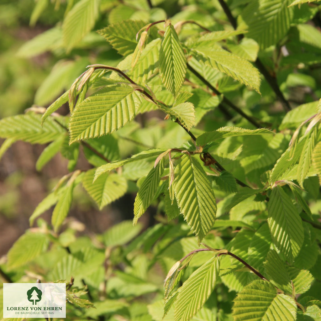 Sommerlaub Carpinus betulus 'Fastigiata' 