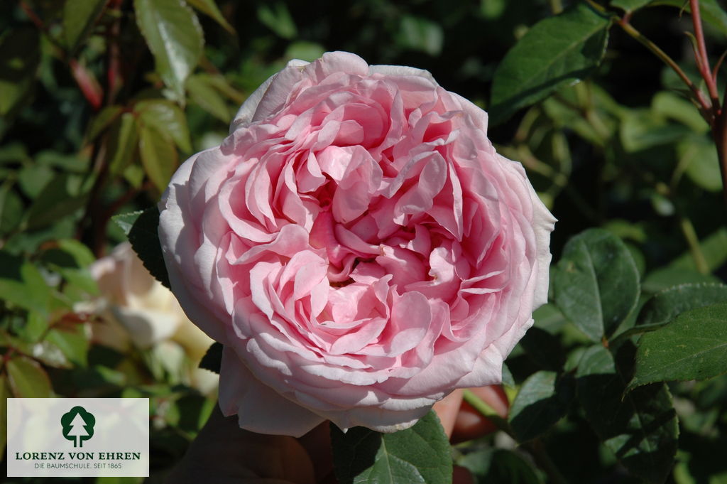 Rosa 'Abraham Darby'