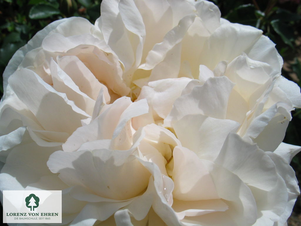 Rosa 'Kosmos'