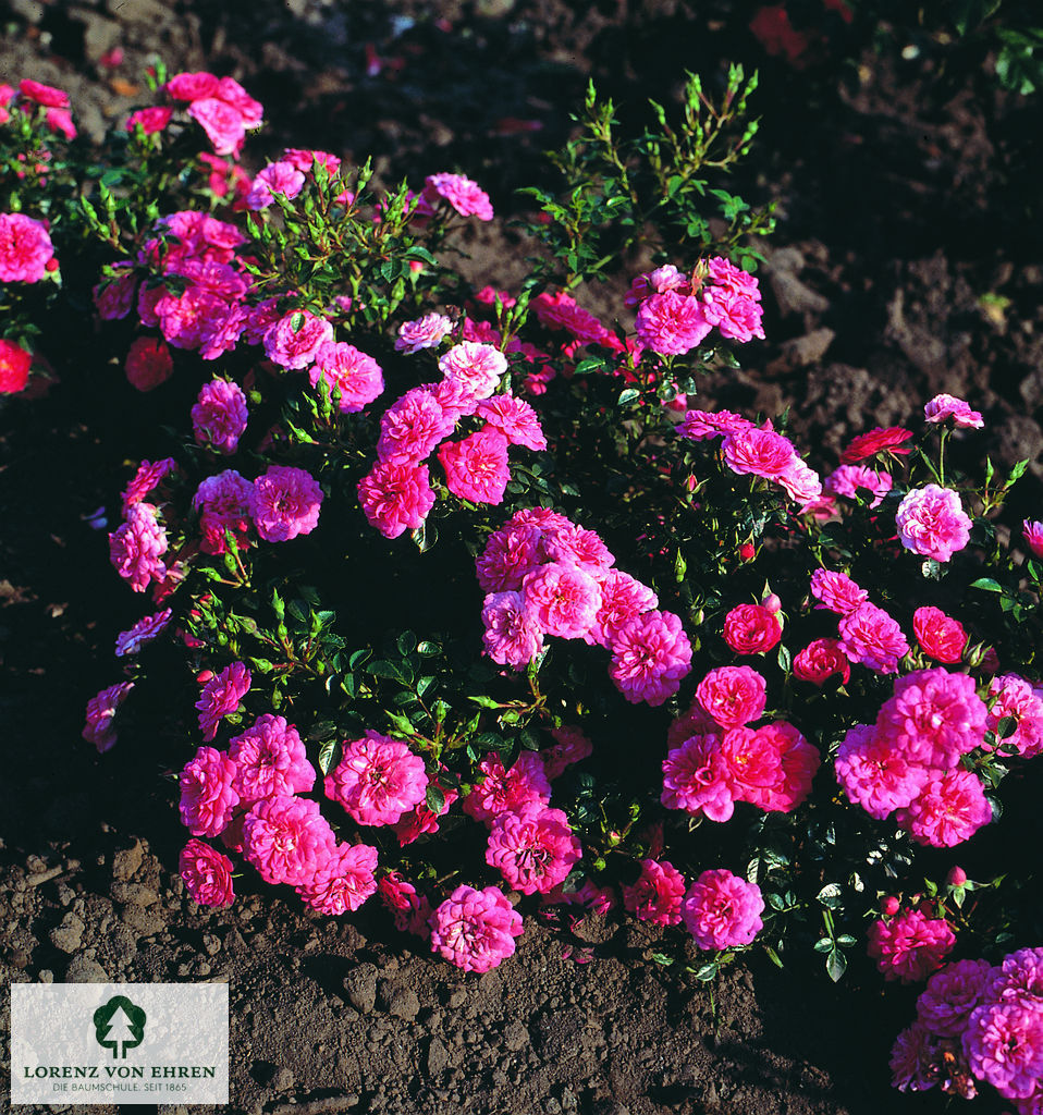 Rosa 'Knirps'