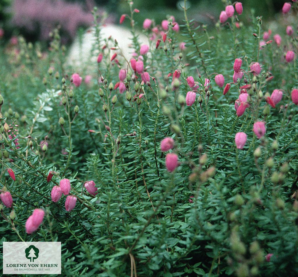 Daboecia cantabrica 'Cupido'