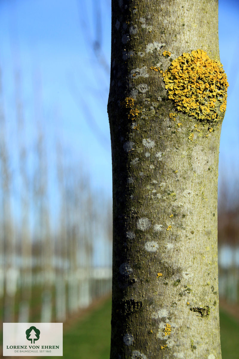 Fraxinus americana 'Skyline'