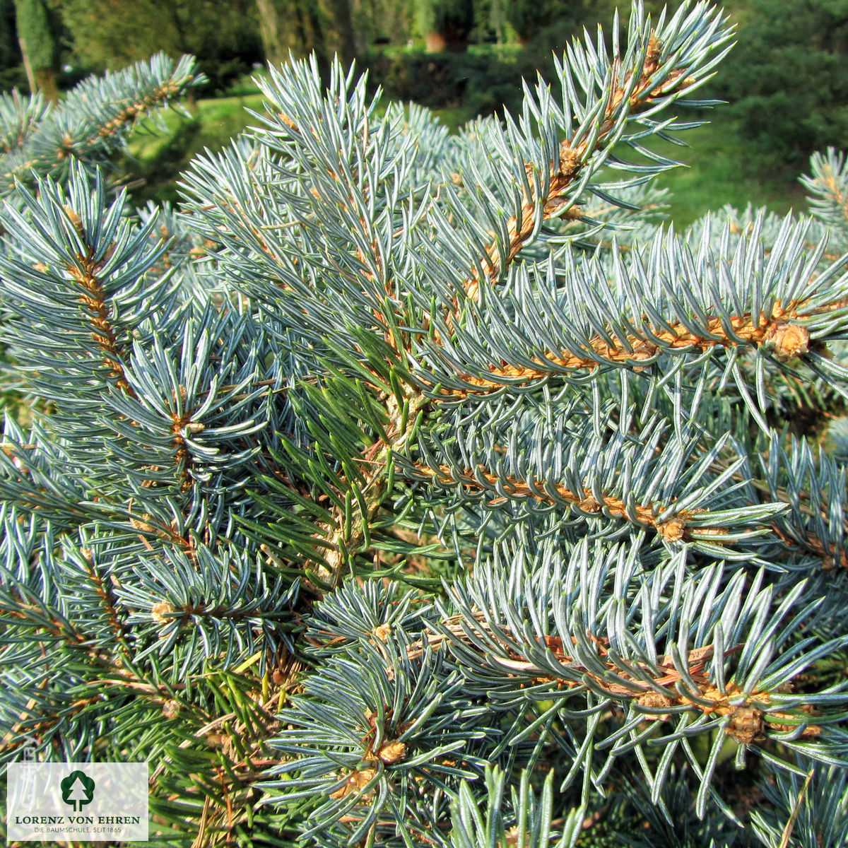 Picea pungens 'Glauca Globosa'