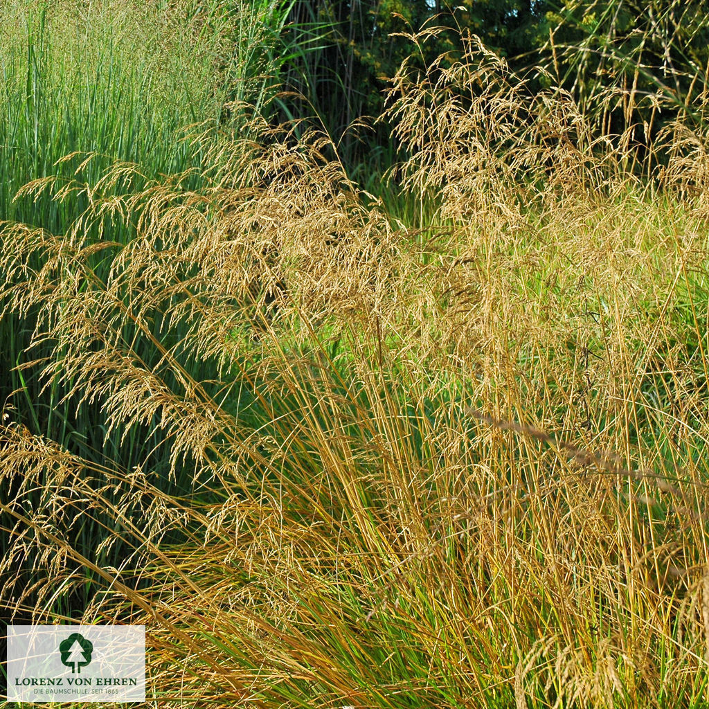 Deschampsia cespitosa 'Bronzeschleier'