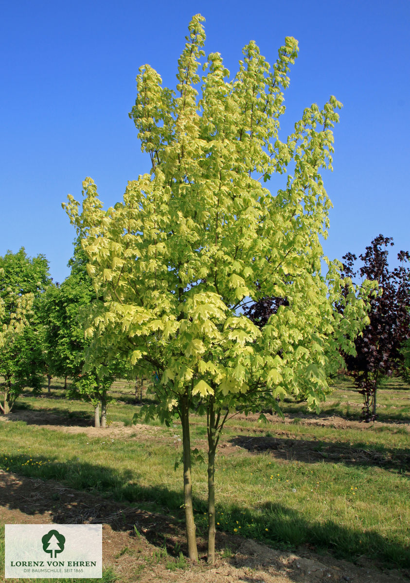 Acer platanoides 'Drummondii'