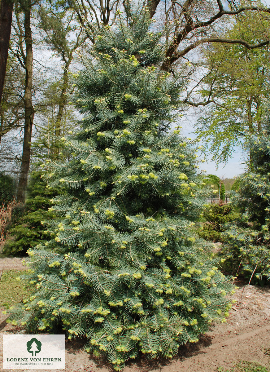 Abies concolor