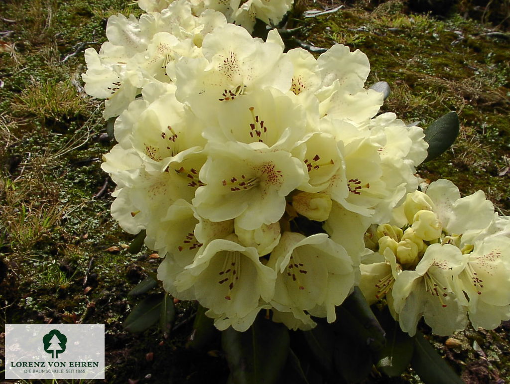 Rhododendron 'Goldkrone