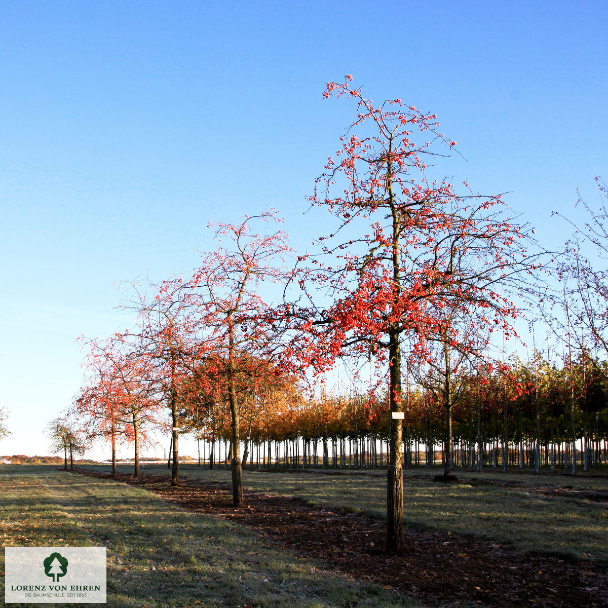 Malus 'Striped Beauty'