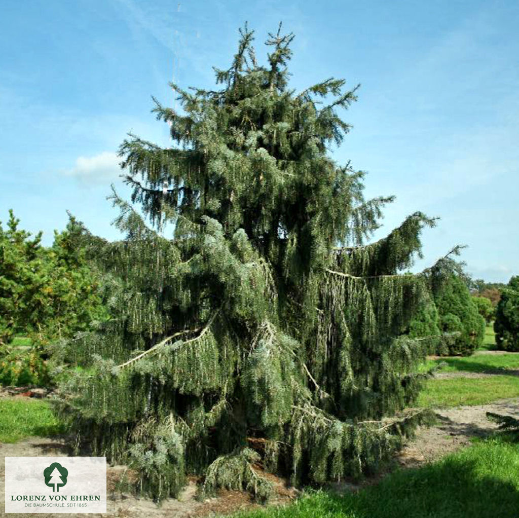 Picea breweriana