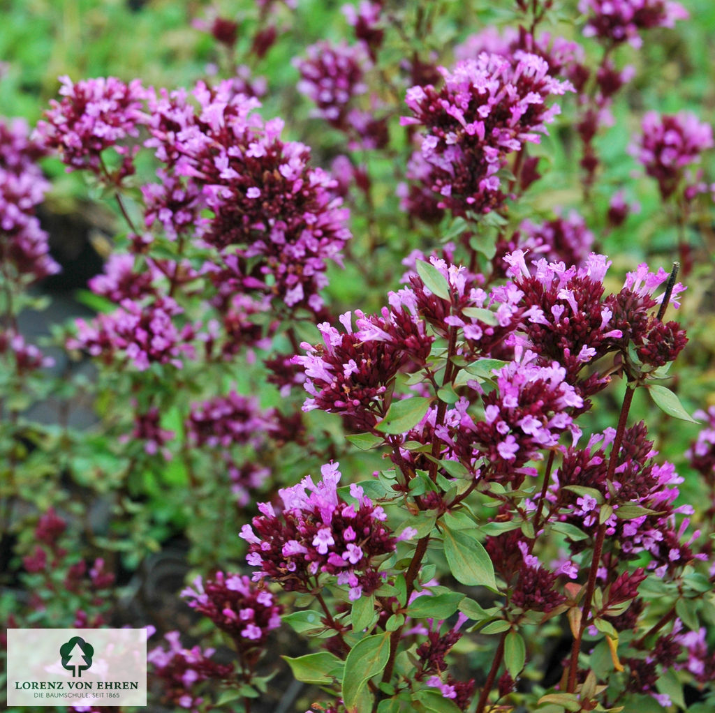 Origanum laevigatum 'Herrenhausen'