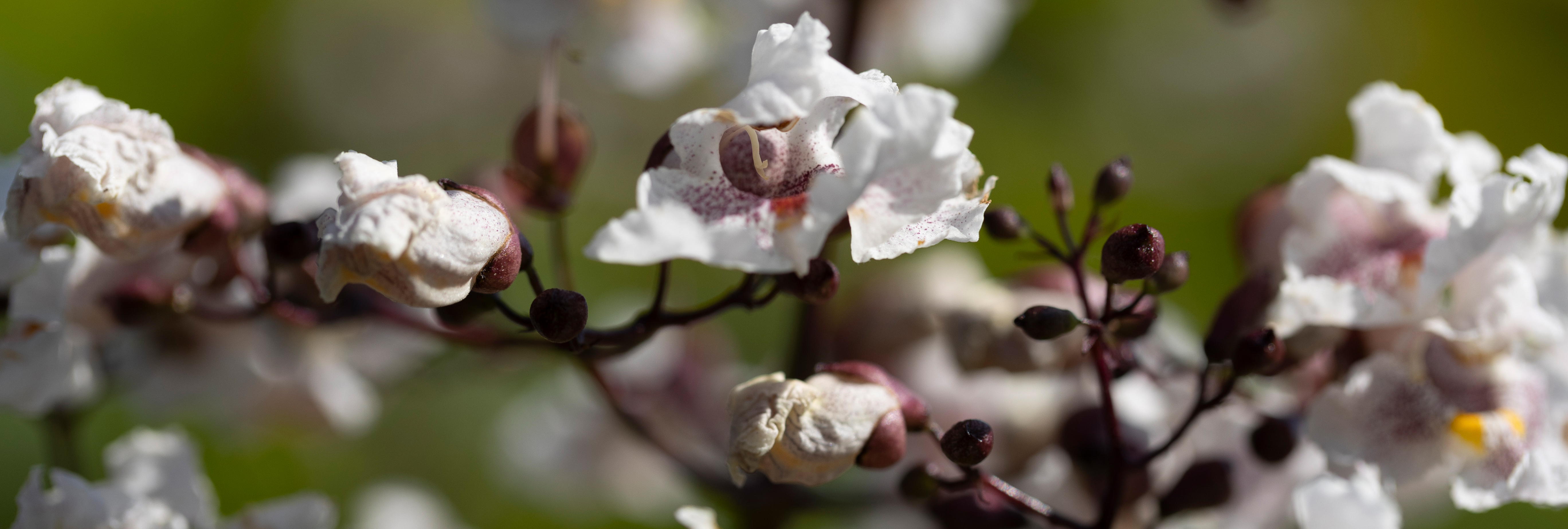 Weiße Blüte einer Catalpa Detail Weiße Blüten des Trompetenbaumes