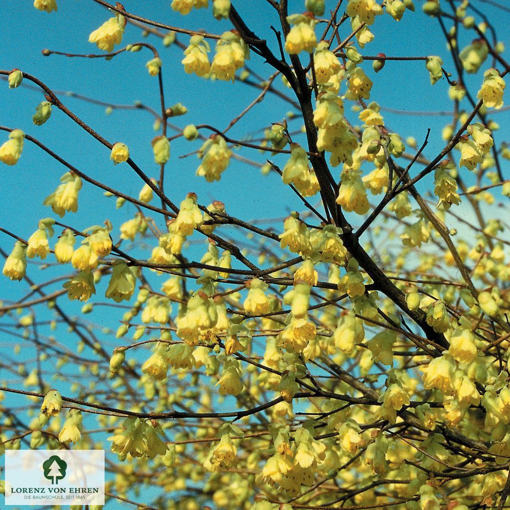 Corylopsis pauciflora