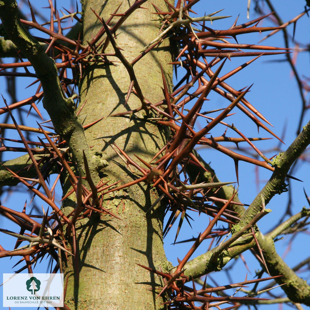 Gleditsia triacanthos