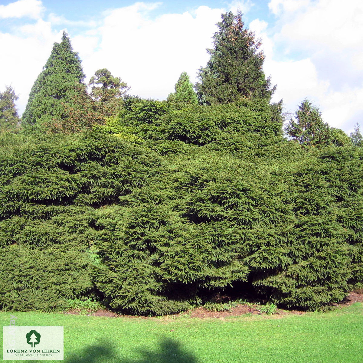 Picea abies 'Nidiformis'