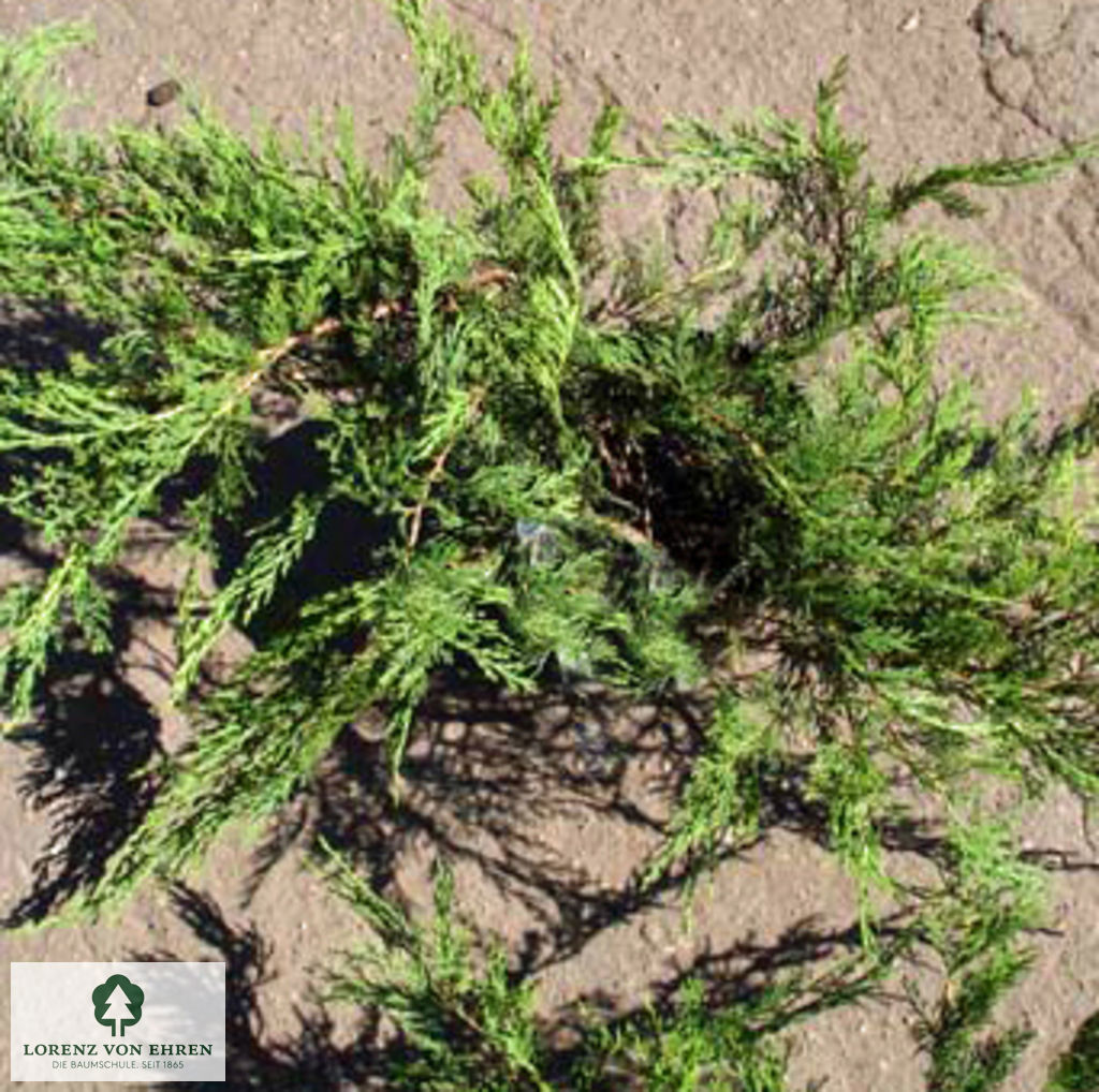 Juniperus sabina 'Tamariscifolia'