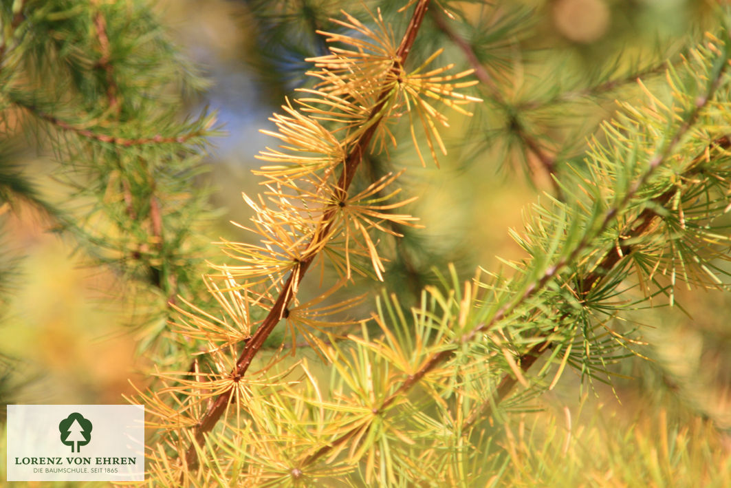 Larix kaempferi 'Pendula'