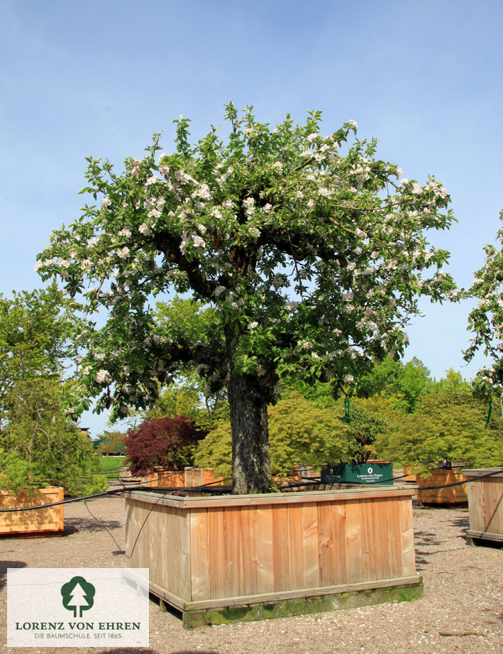 Malus domestica 'Holsteiner Cox'