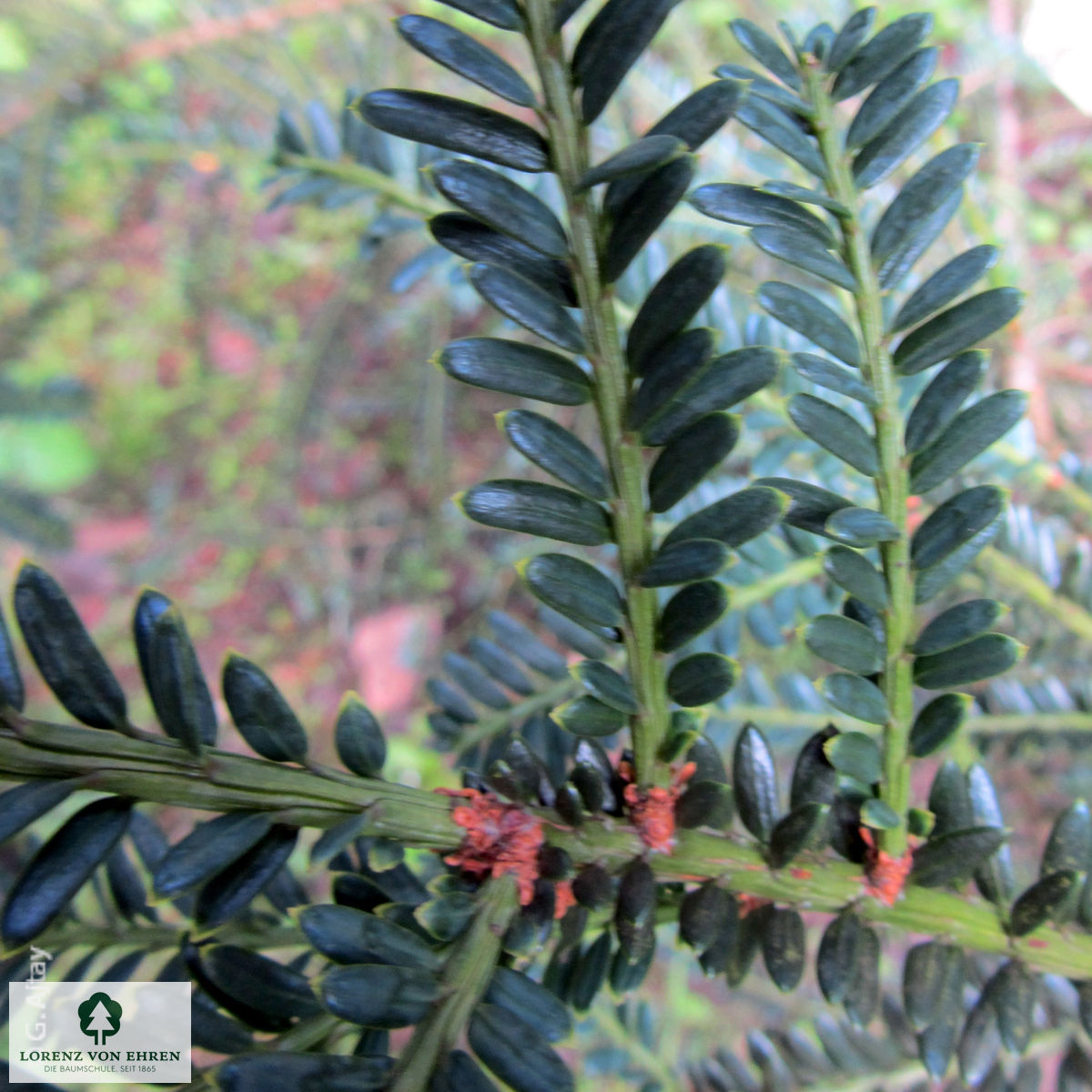 Taxus baccata 'Overeynderi'