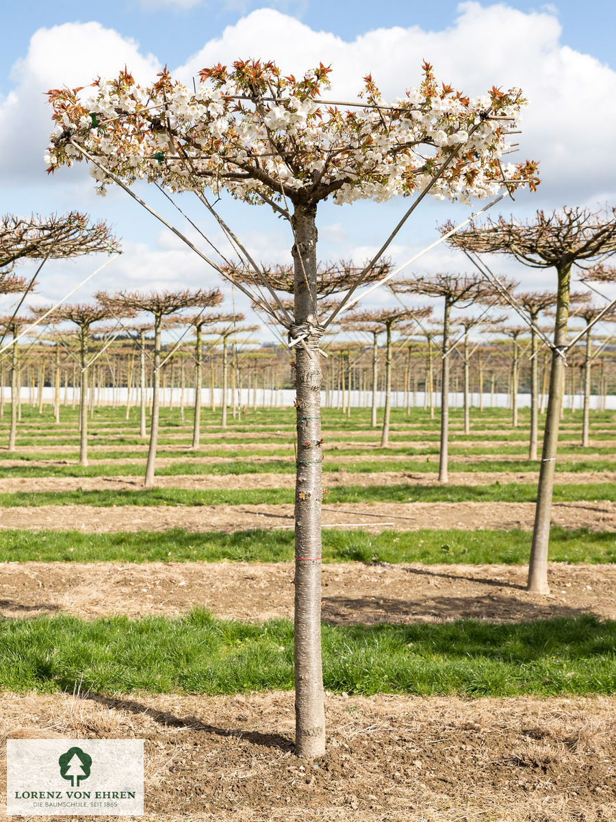 Prunus subhirtella 'Autumnalis'