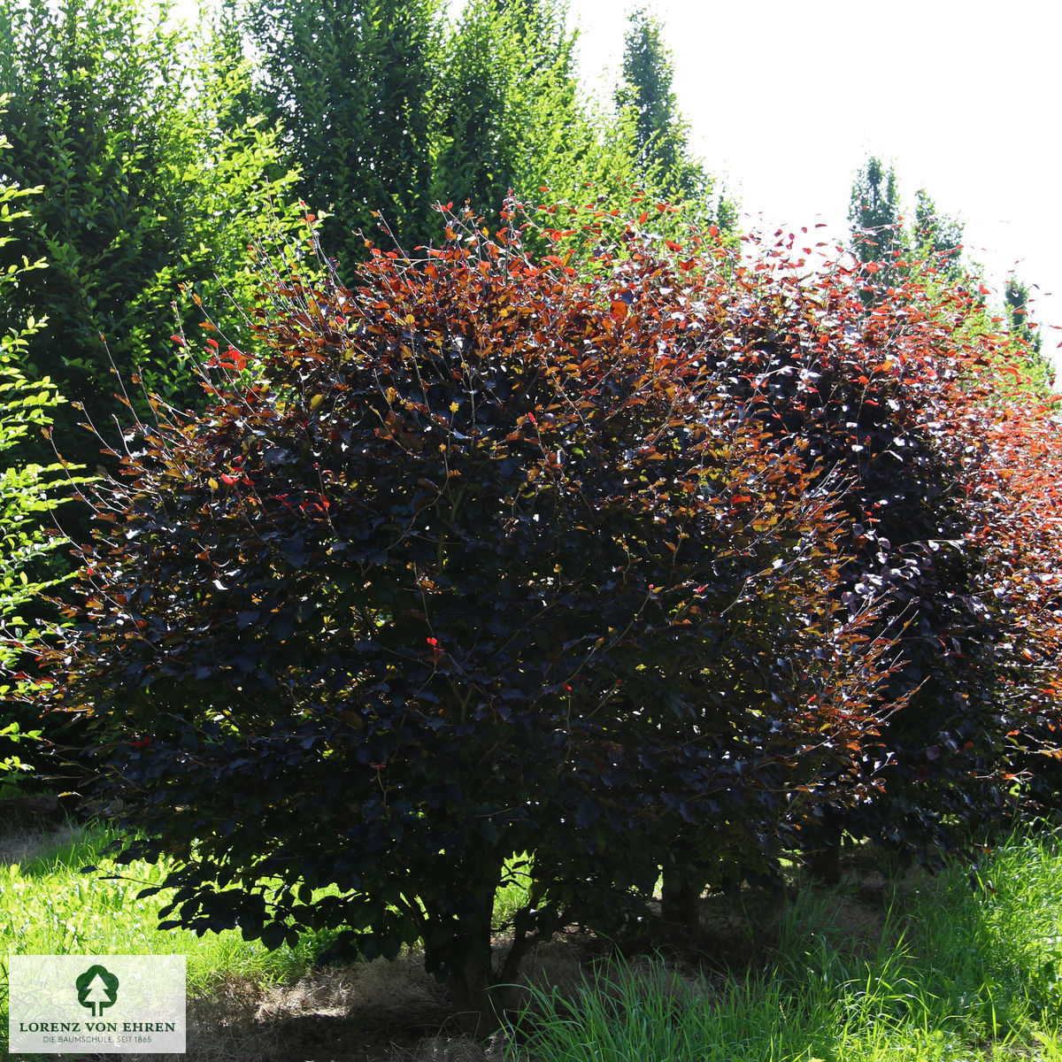 Fagus sylvatica 'Riversii'