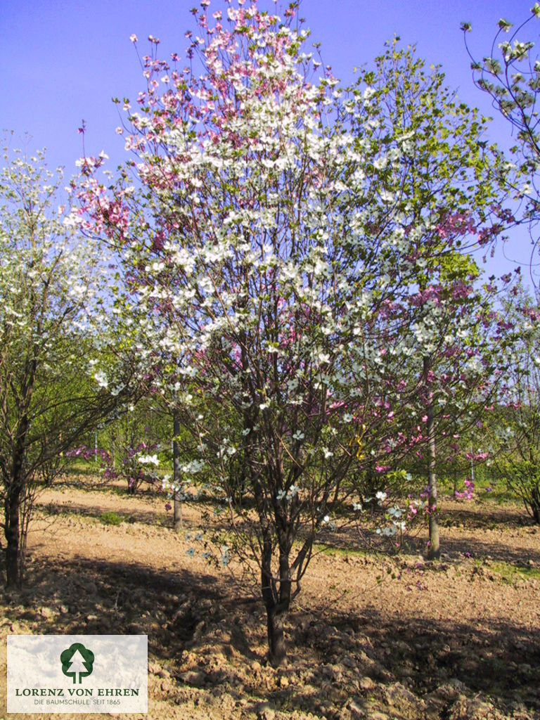 Cornus florida 'Rubra'