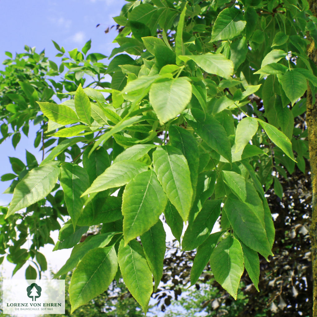 Fraxinus americana microcarpa